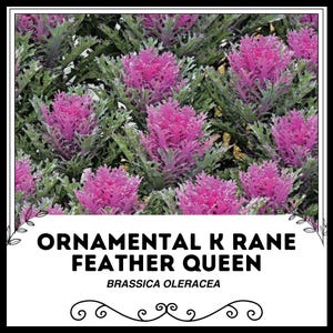 Ornamental Kale Crane Feather Queen - Brassica oleracea - Rare &#39;Plant&#39; Seeds - Feathered Queen, Peacock Kale, Crane Kale, Feathered Cabbage