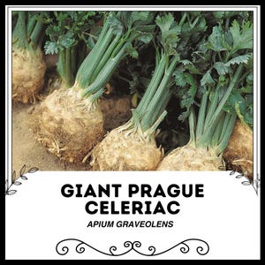Könnte beinhalten: Nahaufnahme von mehreren großen, hellbraunen Sellerieknolle mit grünen Stielen. Der Text "GIANT PRAGUE CELERIAC" und "APIUM GRAVEOLENS" ist unter dem Bild gedruckt.