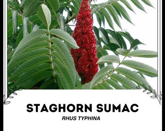 Peut inclure: Un gros plan d'un sumac en forme de bois de cerf avec des grappes de fleurs rouges et duveteuses. L'arbre est identifié comme "Rhus Typhina" sur l'image.