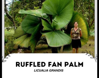 Ruffled Fan Palm - Licualia Grandis - Rare Plants Seeds - Vanuatu Fan Palm, Green-Yellow, Palas Payung, Ruffled Palm, Variegated Fan Palm