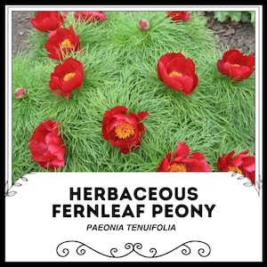 Puede incluir: Primer plano de un grupo de flores de peonía de hoja de helecho rojas floreciendo en un exuberante jardín verde. Las flores tienen un aspecto delicado y plumoso y están rodeadas de hojas largas y delgadas. El texto "HERBACEOUS FERNLEAF PEONY PAEONIA TENUIFOLIA" se muestra debajo de la imagen.