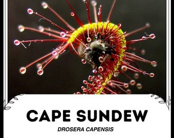 Cape Sundew - Drosera capensis - Rare 'Carnivorous' Seeds - Sundew, Red-Yellow, South African Sundew,Sundew of the Cape,South African Sundew