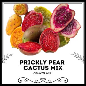 Prickly Pear Cactus Mix - Opuntia mix - Rare 'Cactus' Seeds - Prickly pear cactus, White-Pink, Thorny Variety Cactus Mix, Cactus Medley