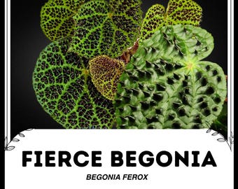 強烈なベゴニア - ベゴニア フェロックス - 希少植物種