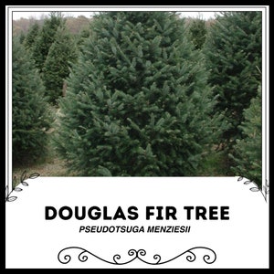 Peut inclure: Un sapin de Douglas, également connu sous le nom de Pseudotsuga menziesii, est un type de conifère à feuilles persistantes. L'arbre est grand et a des aiguilles vert foncé. L'arbre pousse dans un champ avec d'autres arbres.