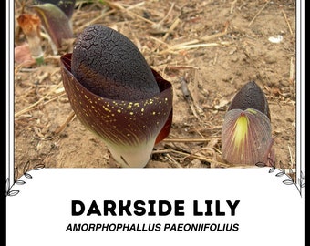 Darkside Lily - Amorphophallus Aphyllus - Zeldzame plantenzaden - Olifantsyam, zwartbruin, witgevlekte reuzenaronskelk, schaduwlelie, obsidiaanlelie