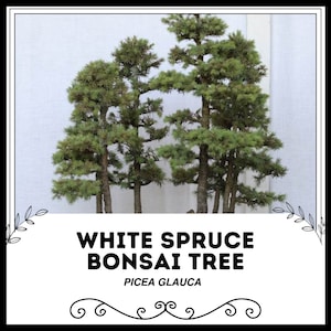 White Spruce Bonsai Tree - Picea glauca - Rare &#39;Bonsai Tree&#39; Seeds - Canadian Spruce, Brown-Green, Alberta Spruce, Frosty Evergreen Bonsai