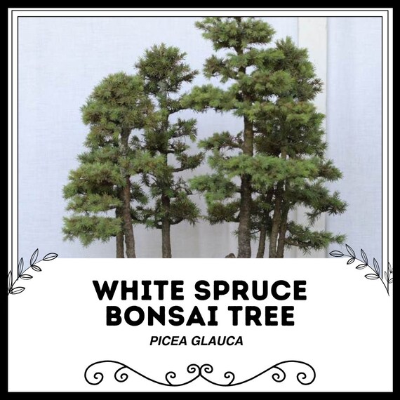 Weiss Fichte Bonsai Baum - Picea glauca - Seltene 'Bonsai Baum' Samen -  Kanadische Fichte, Braun-Grn, Alberta Fichte, Frostige Immergrne Bonsai -  Etsy.de