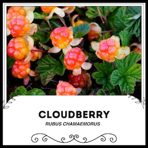 Bergbraambes - Rubus chamaemorus - Zeldzame 'Fruit'-zaden - Knoopbes, roze-geel, bergbes, mutuba, gele bes, rendierbes