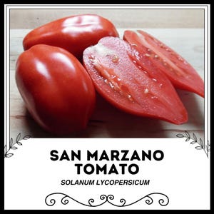 San Marzano Tomato - Solanum lycopersicum - Rare Heirloom Vegetables