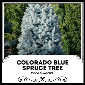 Coloradoblauwe spar - Picea pungens - kerstboom