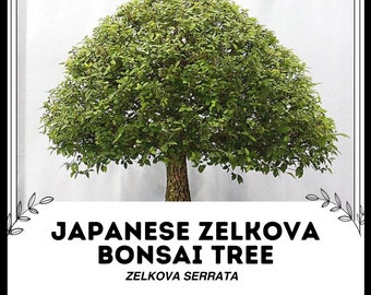 Japanischer Zelkova Bonsaibaum - Zelkova serrata - Seltene 'Bonsaibaum'  Samen - Japanische Ulme Bonsai Baum, Grn-Braun, Keyaki Bonsai Baum -  Etsy.de