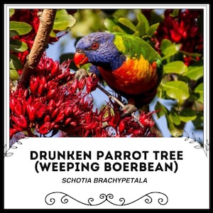 Puede incluir: Un loro arcoíris posado en una rama de un árbol de loro borracho (Boerbean llorón), también conocido como Schotia brachypetala. El árbol está en flor con flores de color rojo brillante.