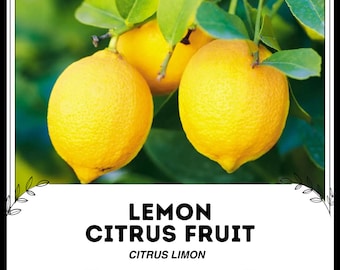 レモン柑橘類 - Citrus limon - 珍しい「フルーツ」の種子 - サワー