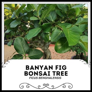 Banyan Fig Bonsai Tree - Ficus benghalensis - Rare &#39;Bonsai Tree&#39; Seeds - Indian Banyan, White-Green, Sacred Fig, Strangler Fig Bonsai