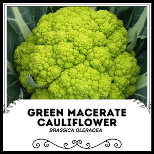 紫のシチリアカリフラワー - Brassica oleracea - 希少な伝統野菜