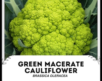 Coliflor macerada verde - Brassica oleracea - Vegetal de herencia rara