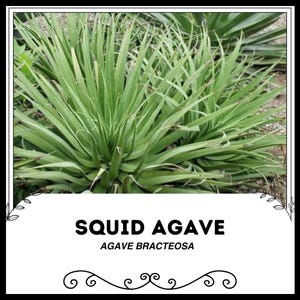 Agave calamaro - Agave bracteosa - Semi rari &#39;succulenti&#39; - Agave ragno, verde-giallo, Agave inchiostro di seppia, Agave polpo, Agave Kraken, Asparagaceae