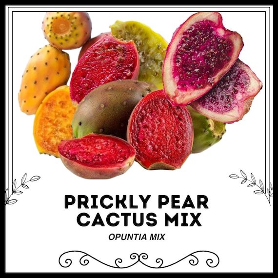 Frutto di fico d'india "Santa Rita" - Opuntia santarita - Specie di cactus  rara - Etsy Italia