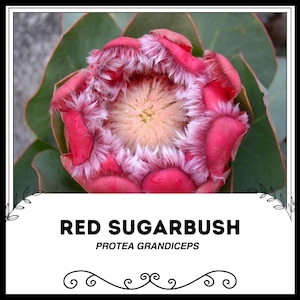 Red Sugarbush - Protea grandiceps  - Rare 'Plant' Seeds - Scarlet sugarbush, Red Pincushion, Red Leucospermum, Red Fountain Pincushion