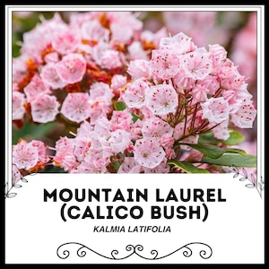 Mountain Laurel (Calico Bush) - Kalmia latifolia - Rare &#39;Plant&#39; Seeds - Spoonwood, Pink-White, Broadleaf Laurel, American Laurel, Ericaceae