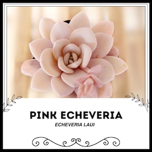 Pink Echeveria - Echeveria laui - Rare &#39;Succulent&#39; Seeds - Pink hens and chicks, White-Pink,Salmon Echeveria,Coral Echeveria,Blush Echeveria