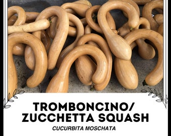 Tromboncino / Calabaza Zucchetta - Cucurbita moschata - Verdura de herencia rara