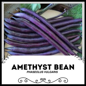 Może przedstawiać: Gromada fioletowych fasoli Amethyst, odmiany Phaseolus vulgaris, ułożonych na jasnobrązowej powierzchni.