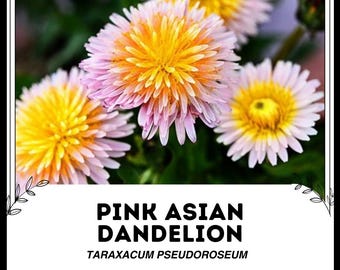 ピンクのタンポポの種～Taraxacum pseudoroseum～ - Etsy 日本