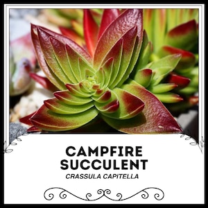 Peut inclure: Gros plan sur une plante succulente aux feuilles vertes et rouges. La plante est appelée "Campfire Succulent" et son nom scientifique est "Crassula Capitella".