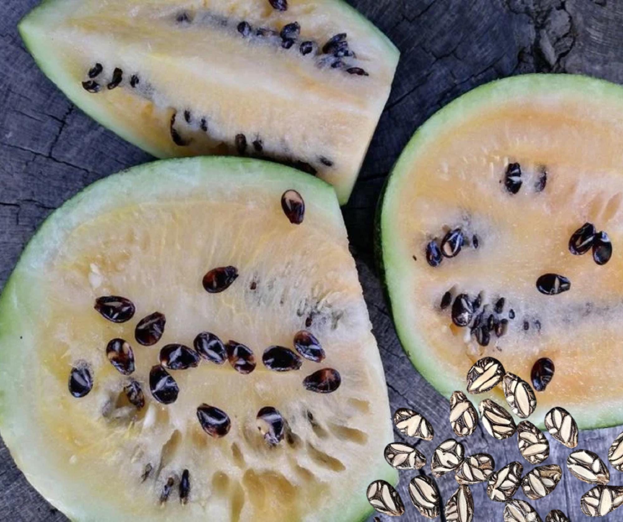 チェキルデジ・オヤリ・スイカ - Citrullus lanatus - 珍しい家宝の