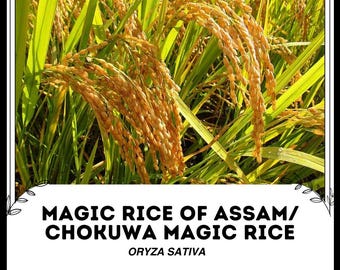 Riso magico dell'Assam / Riso magico Chokuwa - Oryza sativa - Specie 'vegetali' rare - Riso incantato Assam, giallo-verde, grano magico Assam