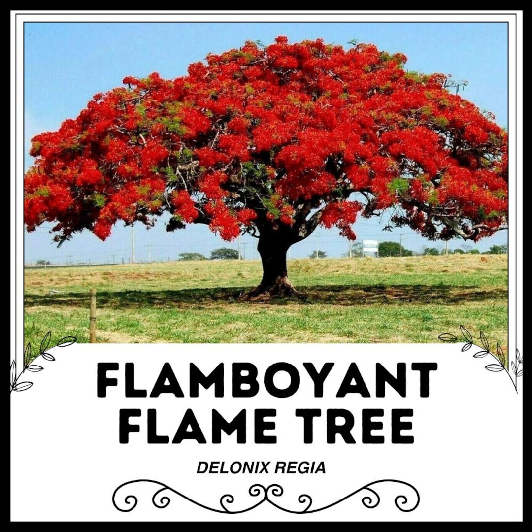 華やかな炎の木 - Delonix regia - 珍しい「植物」の種子 - ロイヤル