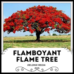 May include: A vibrant red flamboyant tree, also known as a flame tree, with the scientific name Delonix regia, in full bloom against a blue sky.