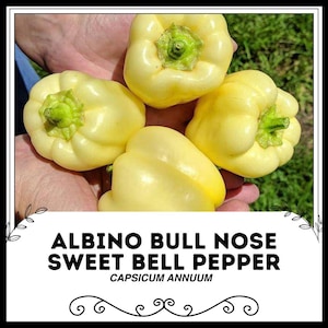 Albino Bull Nose Sweet Bell Pepper - Capsicum annuum - Rare Heirloom Vegetable