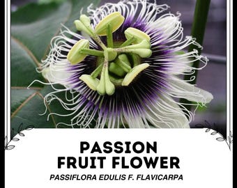 Passionsfrucht Blume - Passiflora Edulis F. Flavicarpa - Seltene 'Frucht' Samen - Passionsblume, Maypop, Granadilla, Weiß-Purpur, Maracuja