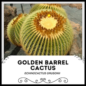 Cactus barril dorado - Echinocactus grusonii - Semillas raras de 'Cactus' - Cojín de suegra, amarillo-verde, cactus bola dorada, Cactaceae