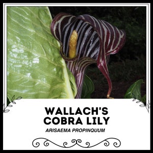Wallach's Cobra Lily - Arisaema propinquum - Rare 'Plant' Seeds - Jack in the Pulpit, Red-White, Indian Turnip, Brown Dragon, Cobra Plant