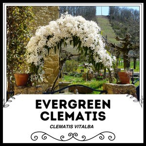 Pode incluir: Uma videira de clematis perene branca, também conhecida como Clematis vitalba, crescendo sobre um arco em um jardim. A videira está em plena floração com flores brancas.