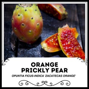 Orange Prickly Pear - Opuntia ficus-indica 'Zacatecas Orange' - Rare 'Fruit' Seeds - Indian Fig, Cactus Pear, Red-Yellow, Nopal, Barbary Fig