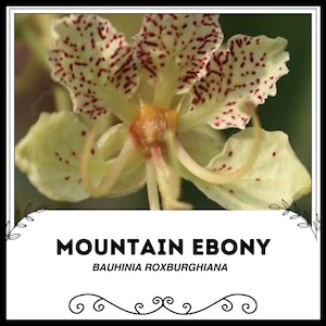 Mountain Ebony - Bauhinia roxburghiana - Sementes de plantas raras - Árvore Kachnar, Verde-Vermelho, Orquídea, Pé de Camelo, Orquídea Roxa