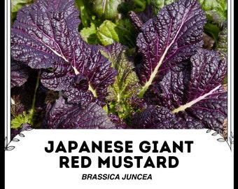 Mostaza Roja Gigante Japonesa - Brassica juncea - Vegetal de herencia rara