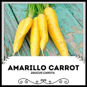 Amarillo Carrot - Daucus carota - Rare Heirloom Vegetable