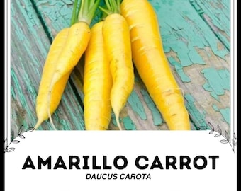 Carota Amarillo - Daucus carota - Verdura rara di cimelio