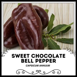 Sweet Chocolate Bell Pepper - Pachyrhizus erosus - Rare Heirloom Vegetable
