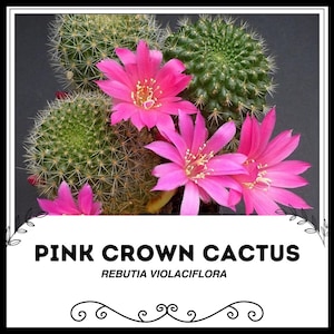 Euphorbia milii crested - Etsy.de
