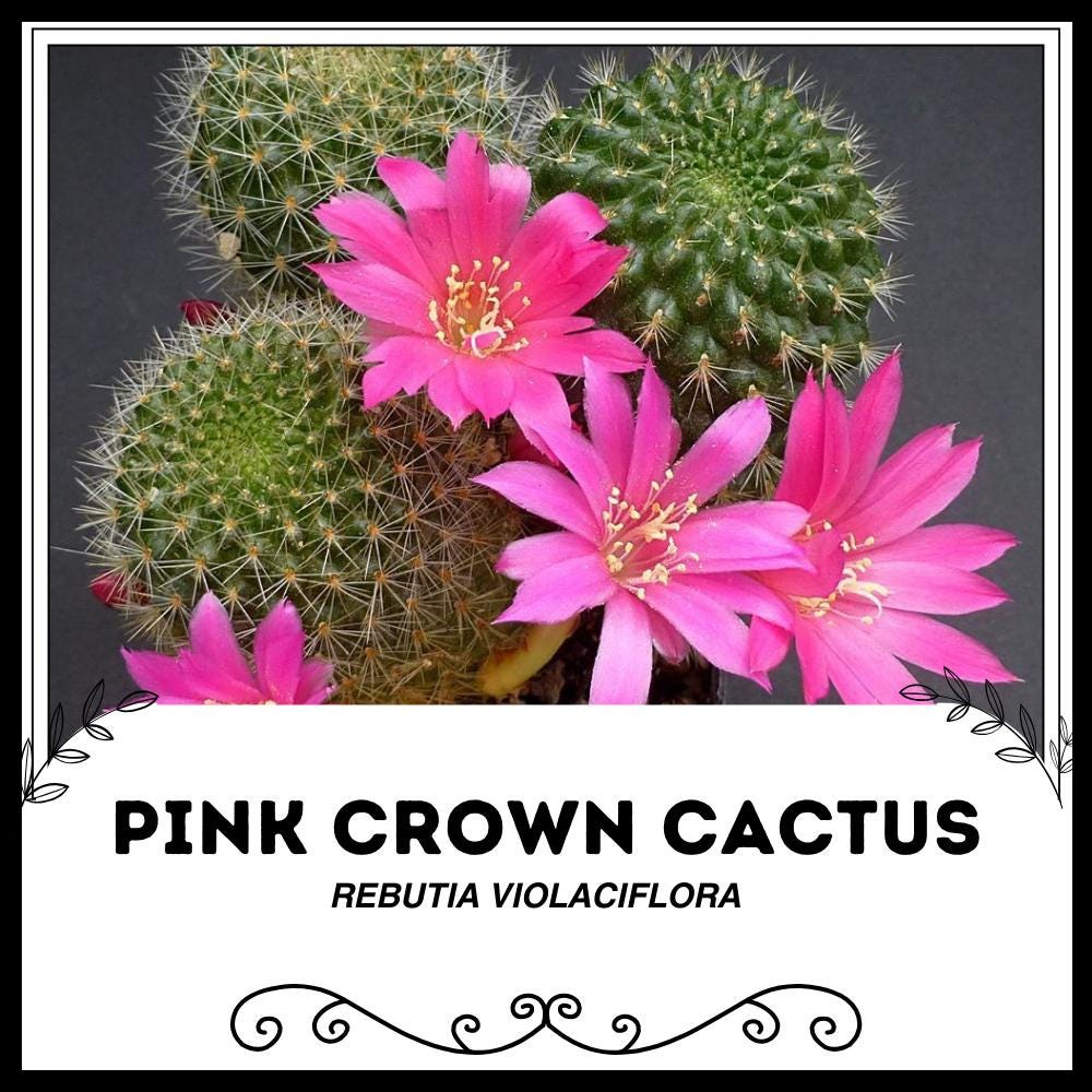 Buy Pink Crown Cactus - Rebutia Violaciflora - Rare 'cactus' Seeds - Pink  Crown of Thorns,pink-green,christ Plant, Christ Thorn, Euphorbia Milii  Online in India - Etsy