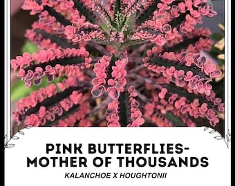 Pink Butterflies - Mother of Thousands - Kalanchoë x houghtonii - Zeldzame 'succulent' zaden - Roze kalanchoë, roze-zwarte, roze alligatorplant