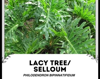Lacy Tree / Selloum - Philodendron bipinnatifidum - Rare 'Plant' Seeds - Lacy Tree Philodendron, Green-Yellow, Selloum Philodendron, Araceae