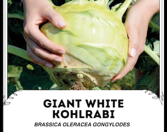 巨大な白いコールラビ - Brassica oleracea gongylodes - 希少な伝統野菜